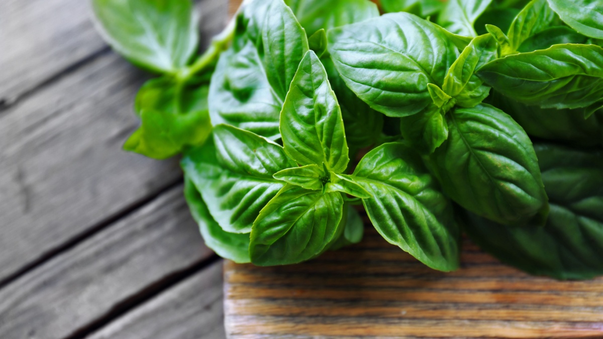 Green fresh basil on wooden background